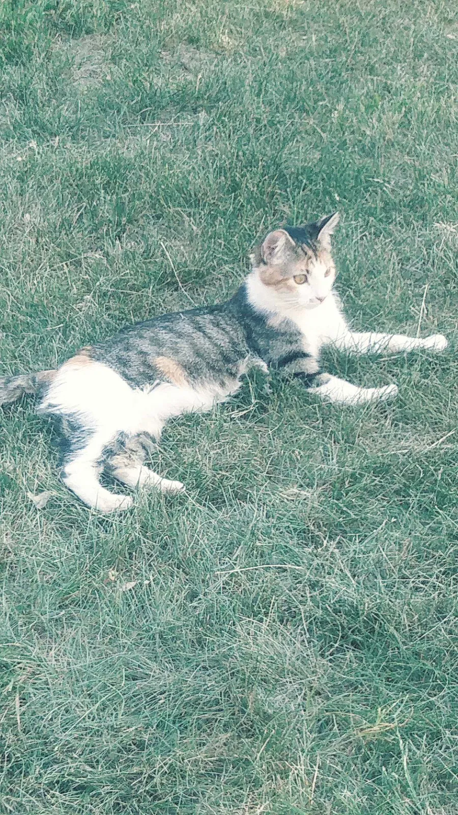 Lost cat in Brighton, CO, 80601