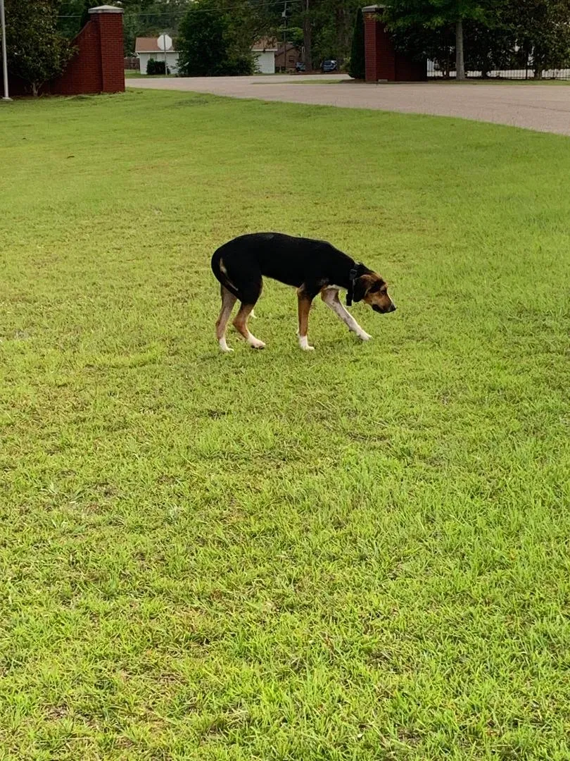 Found dog in Andalusia, AL, 36420