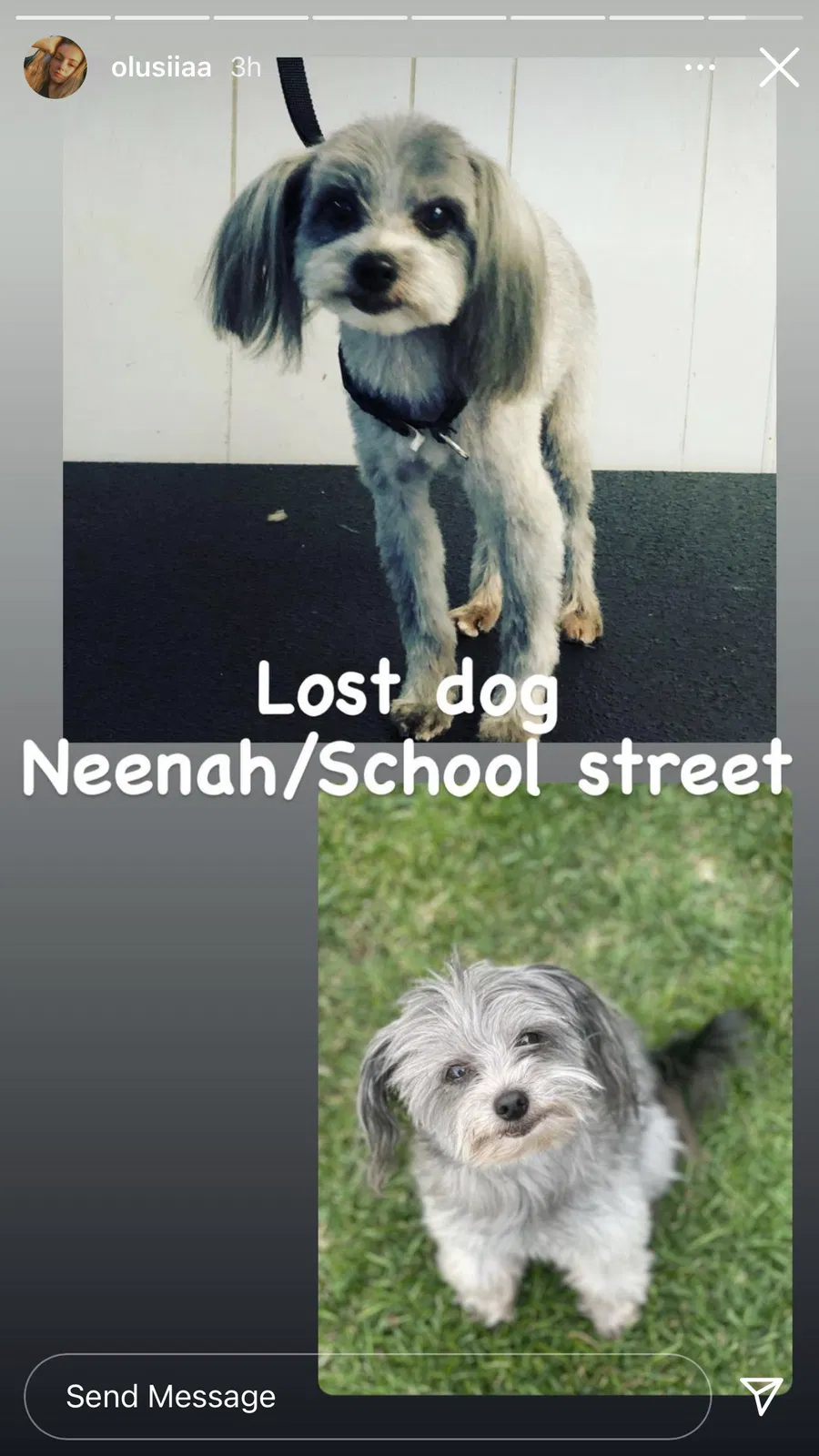 Lost dog in Chicago, IL, 60634