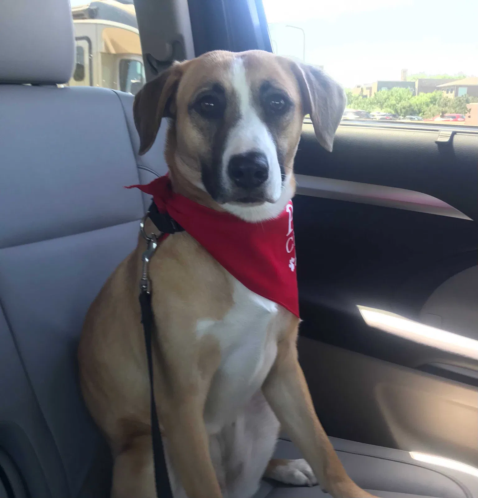 Lost dog in Lake Zurich, IL, 60047