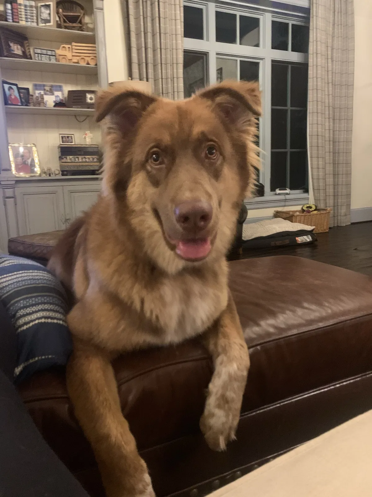 Lost dog in Houston, TX, 77024