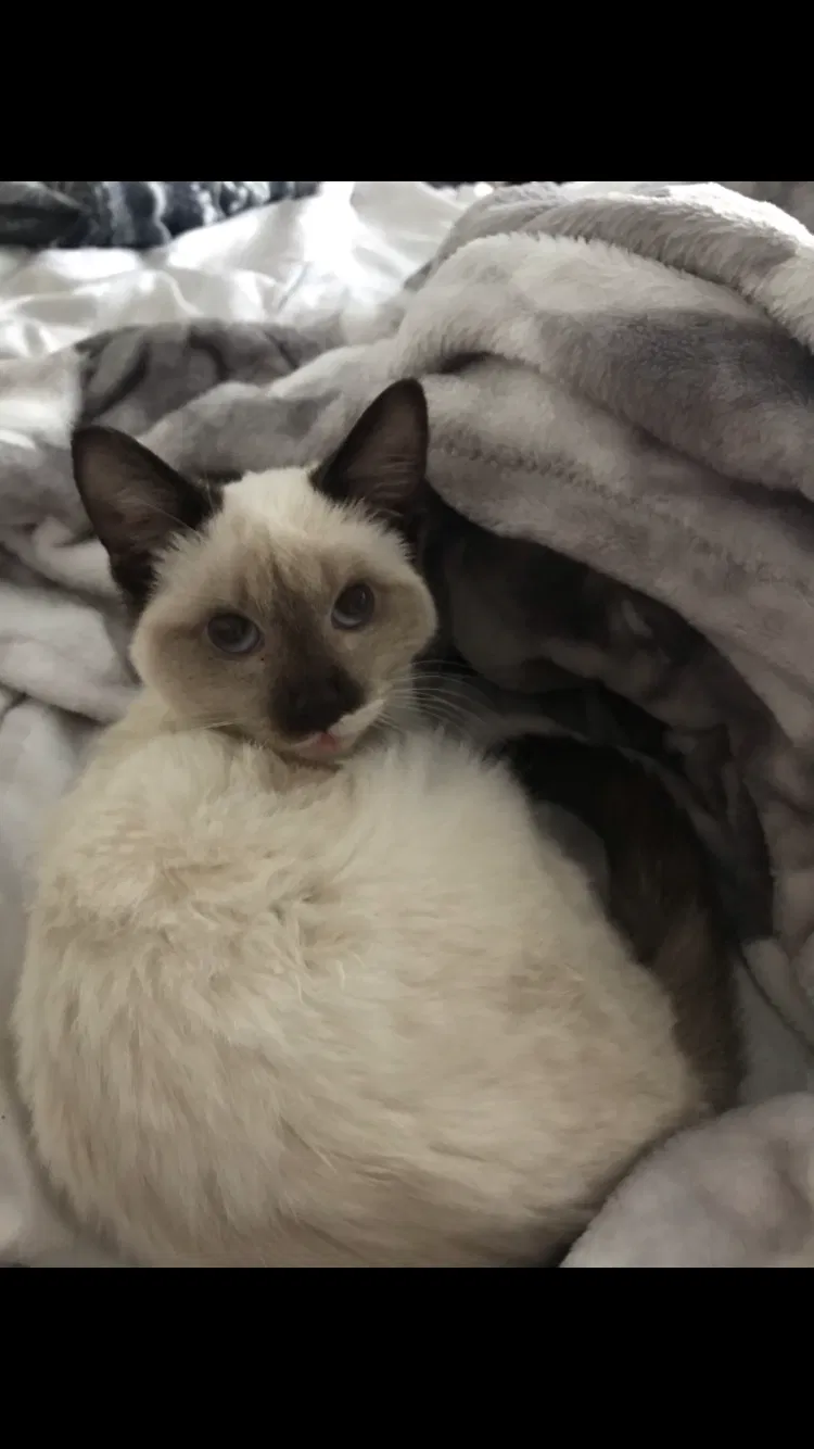 Lost cat in Glendale, AZ, 85304