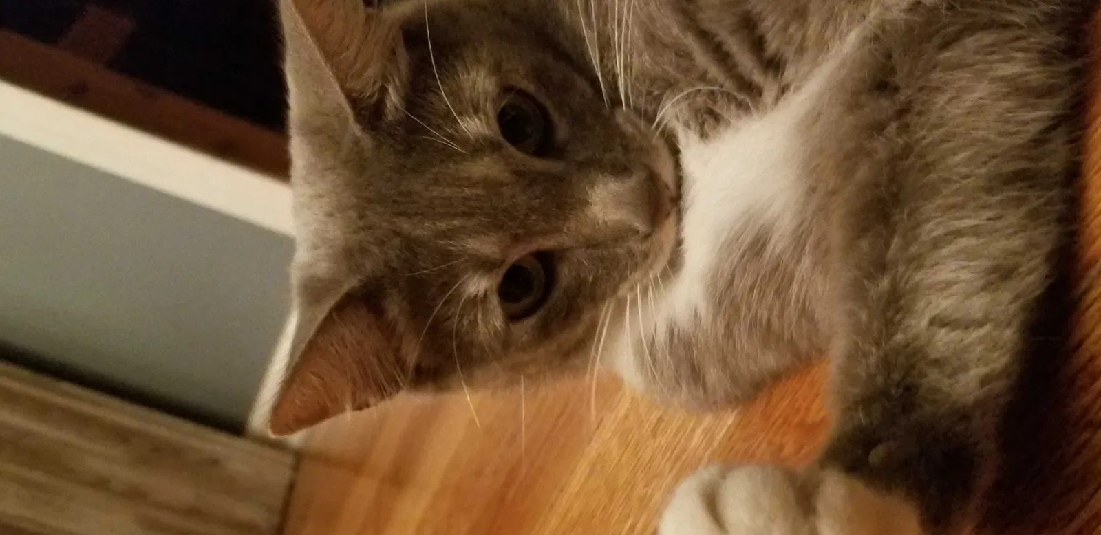 Lost cat in Cochranville, PA, 19330