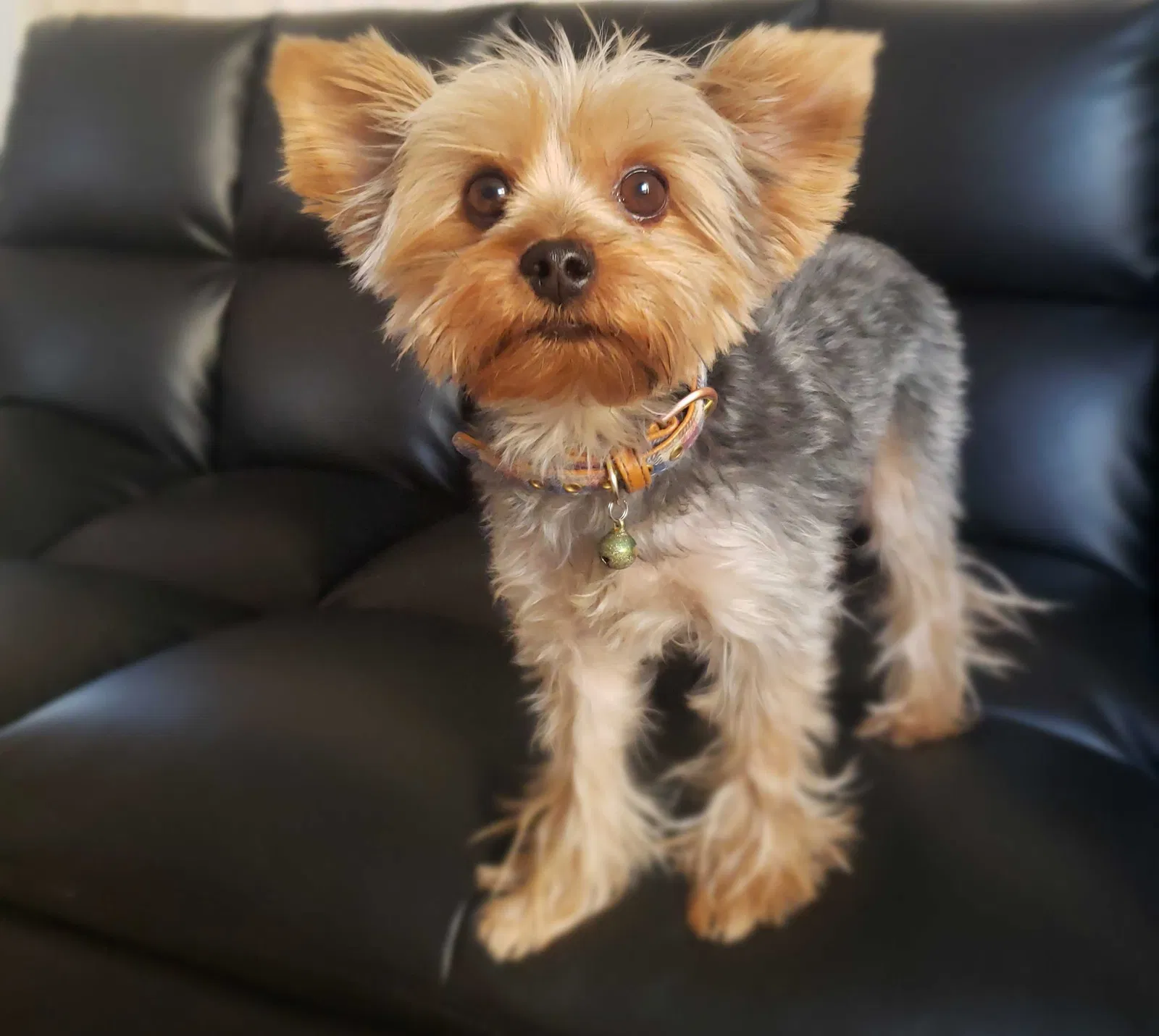 Lost dog in Phoenix, AZ, 85031