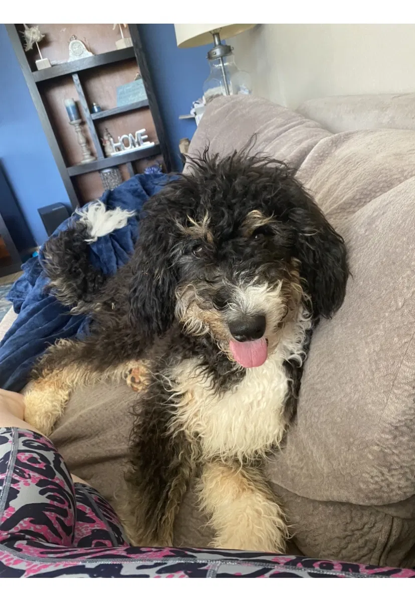 Lost dog in Buckeye, AZ, 85396