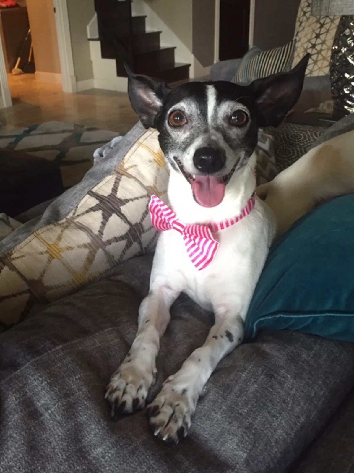 Lost dog in Austin, TX, 78704