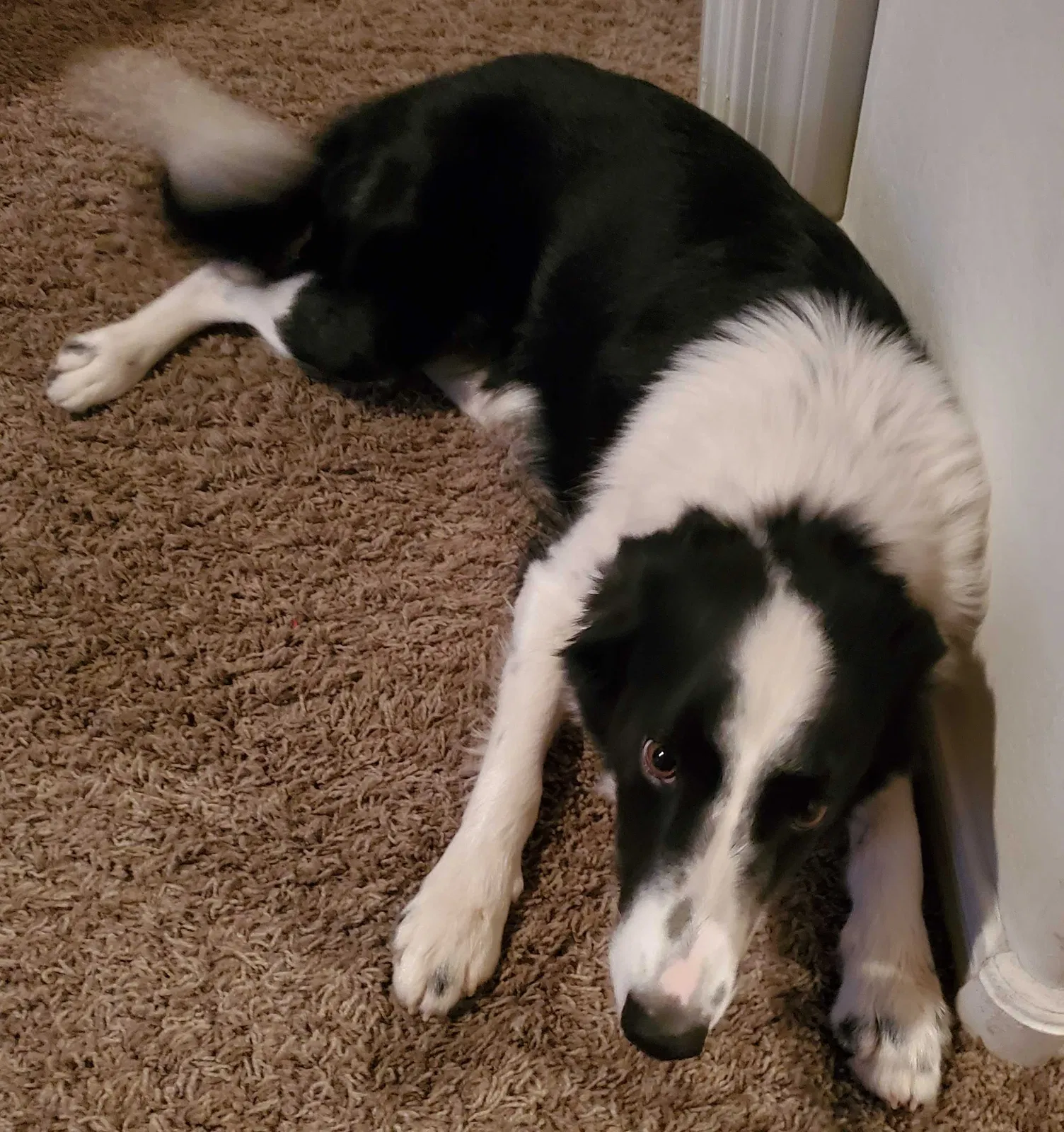 Lost dog in Tolleson, AZ, 85353