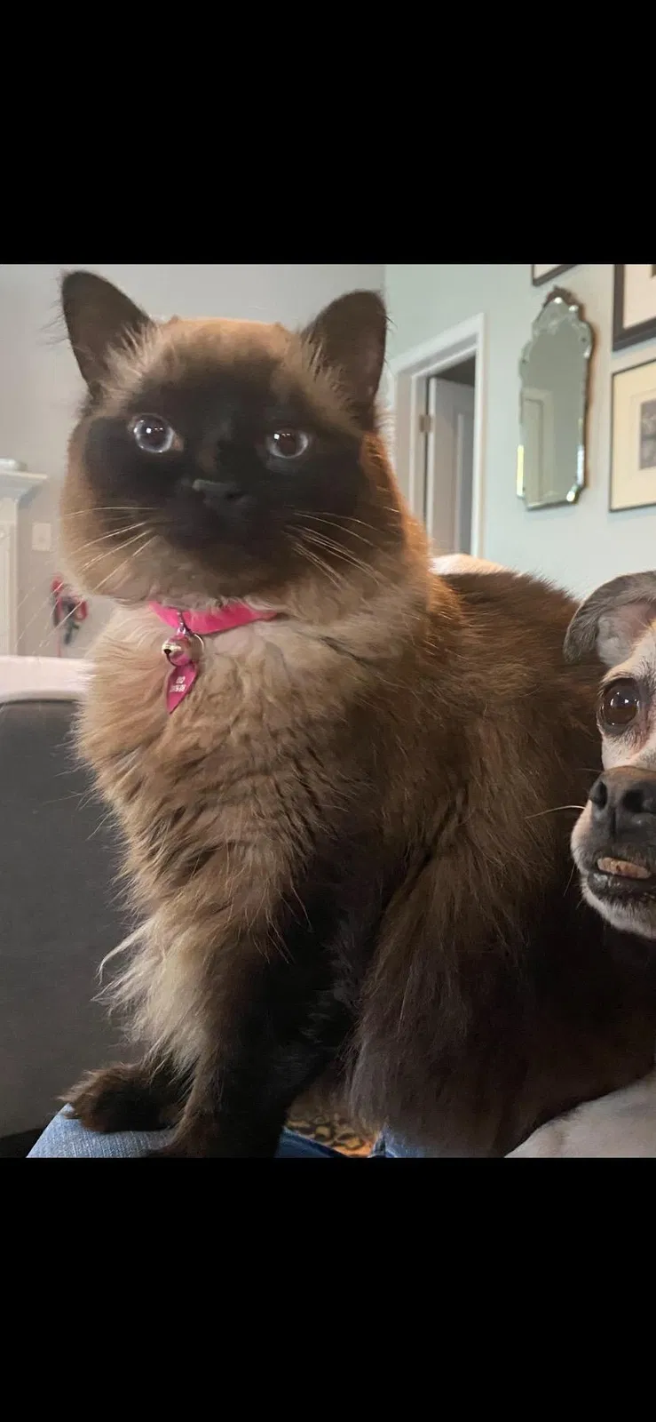 Lost cat in Goose Creek, SC, 29445