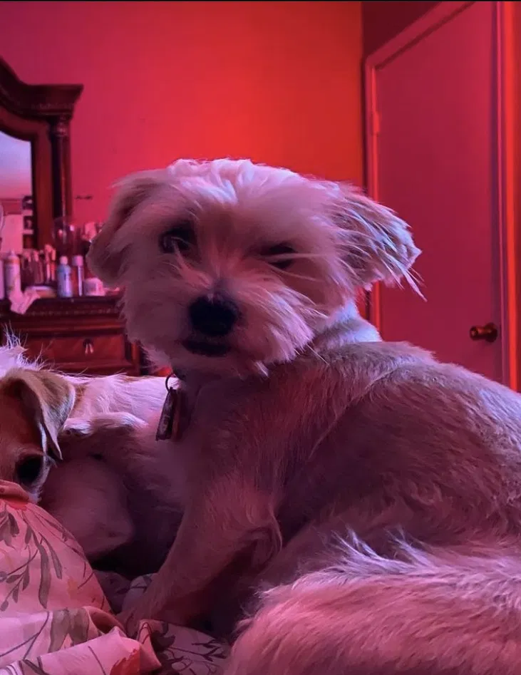 Lost dog in Austin, TX, 78753