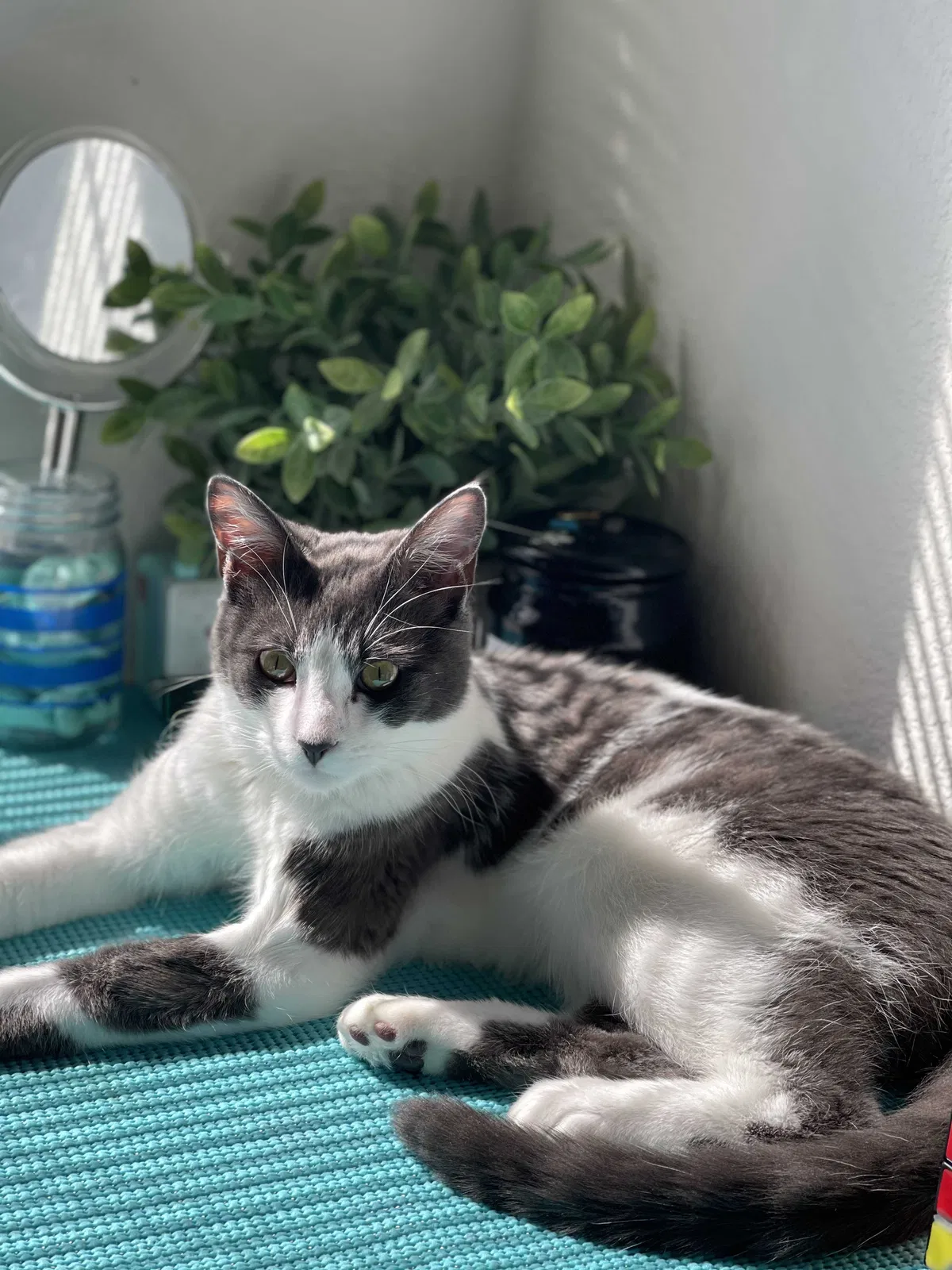 Lost cat in Phoenix, AZ, 85032