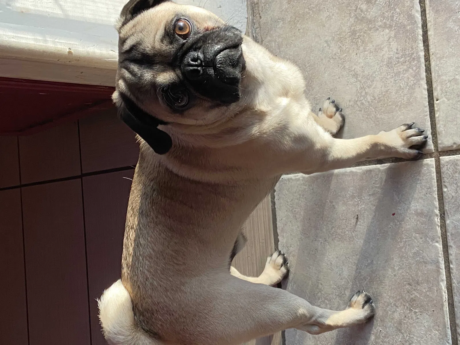 Lost dog in El Paso, TX, 79936