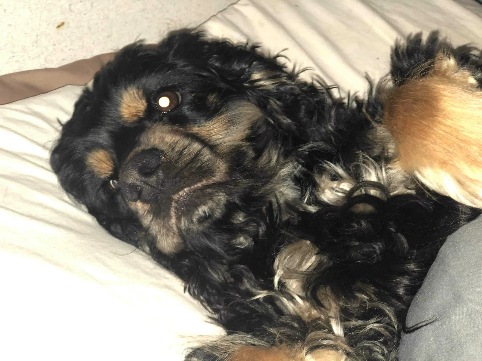 Lost dog in Morriston, FL, 32668