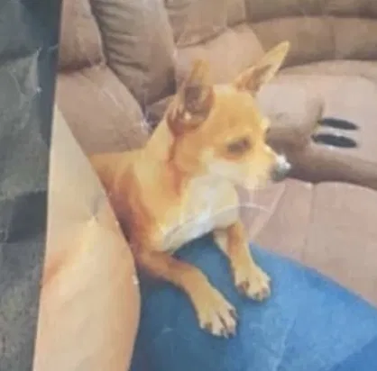 Lost dog in Pittsburg, CA, 94565