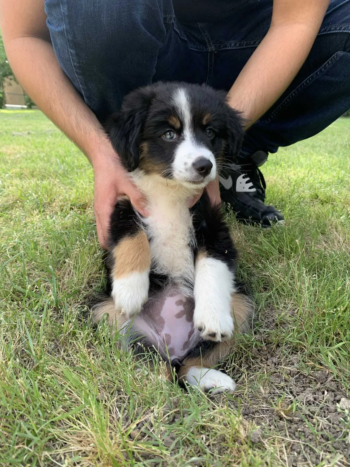 Lost dog in Fort Worth, TX, 76131