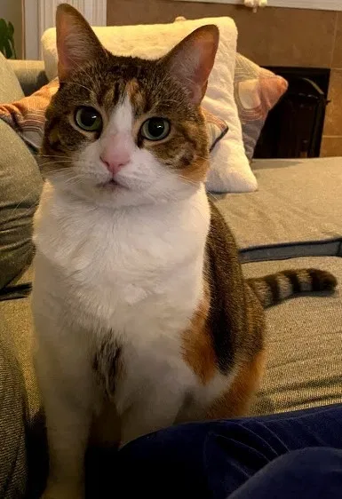 Lost cat in Knoxville, TN, 37909