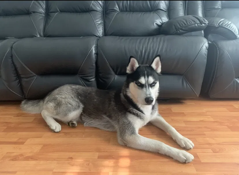 Lost dog in Chicago, IL, 60651