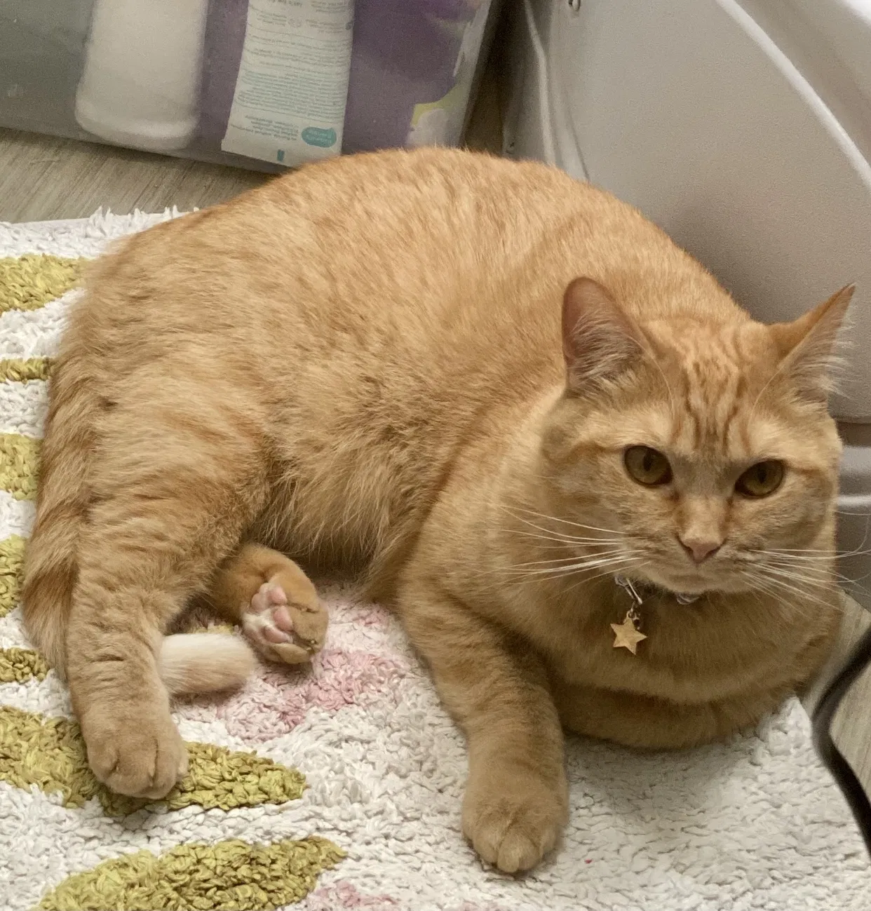 Lost cat in Spokane, WA, 99208