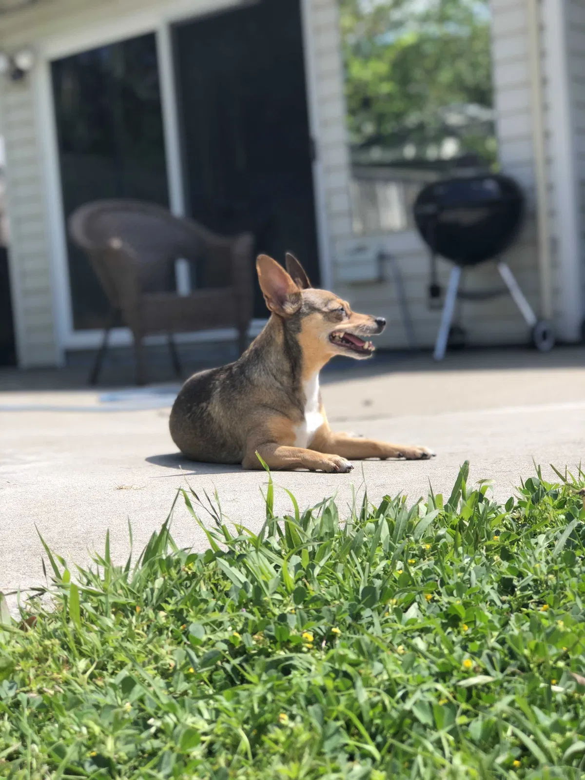 Lost dog in Stockton, CA, 95209
