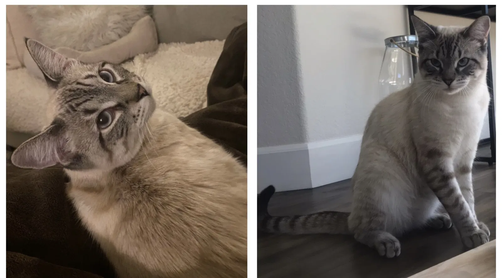 Lost cat in Highland, CA, 92346