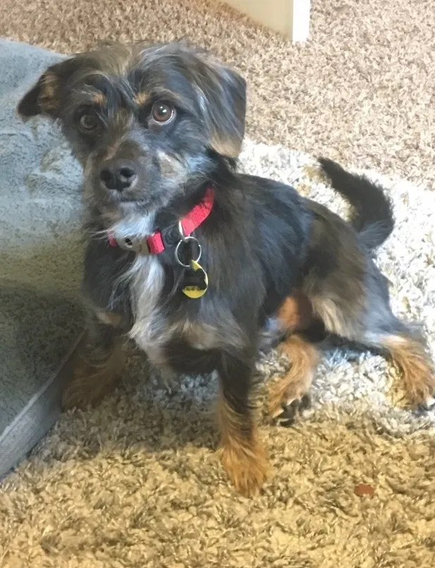 Lost dog in Bakersfield, CA, 93309
