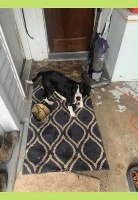 Lost dog in Odessa, MO, 64076