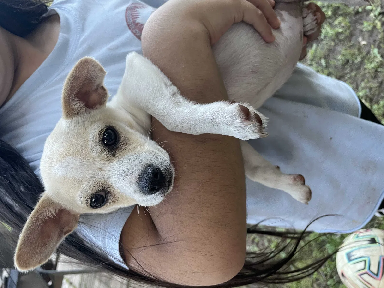 Lost dog in Norman, OK, 73026