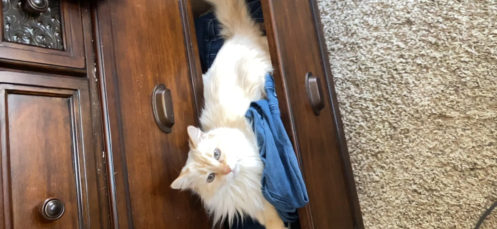 Lost cat in Kennewick, WA, 99338