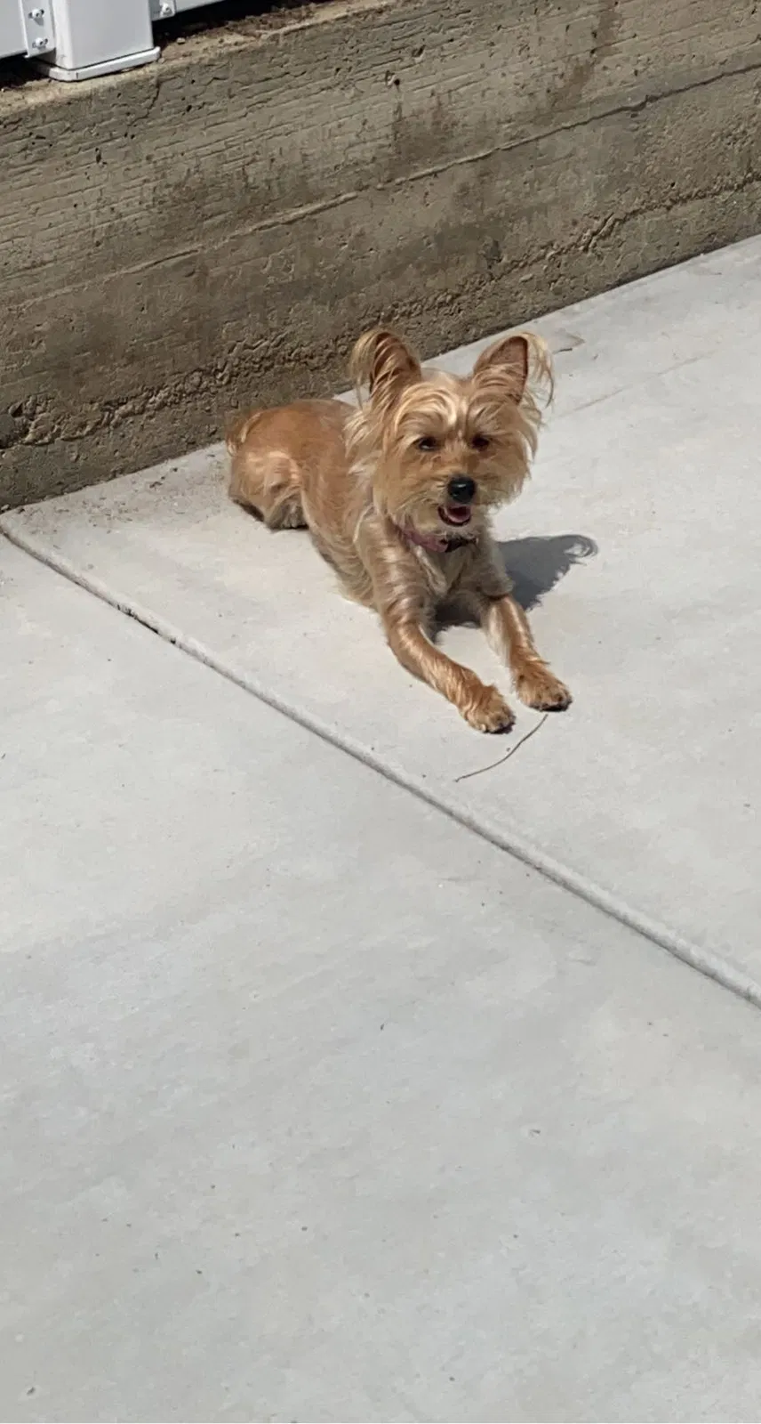 Lost dog in Pomona, CA, 91767