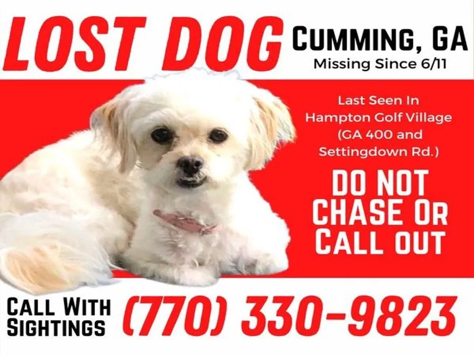 Lost dog in Cumming, GA, 30041