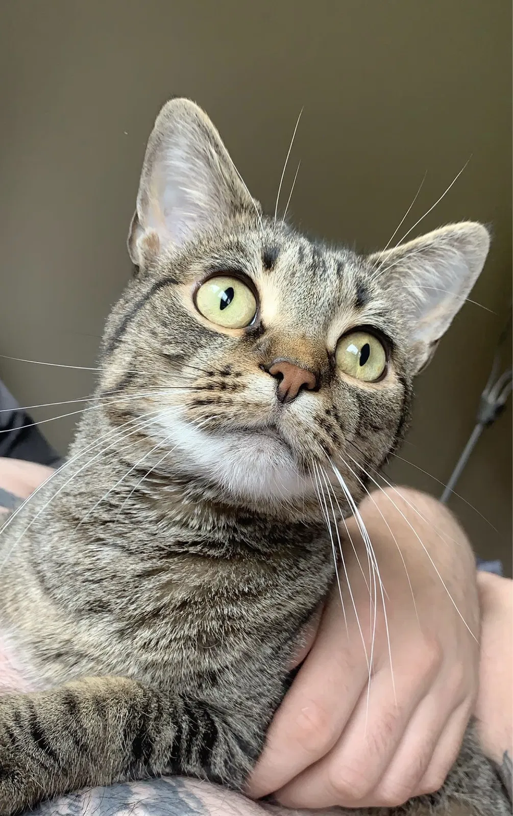 Lost cat in Cleveland, OH, 44130