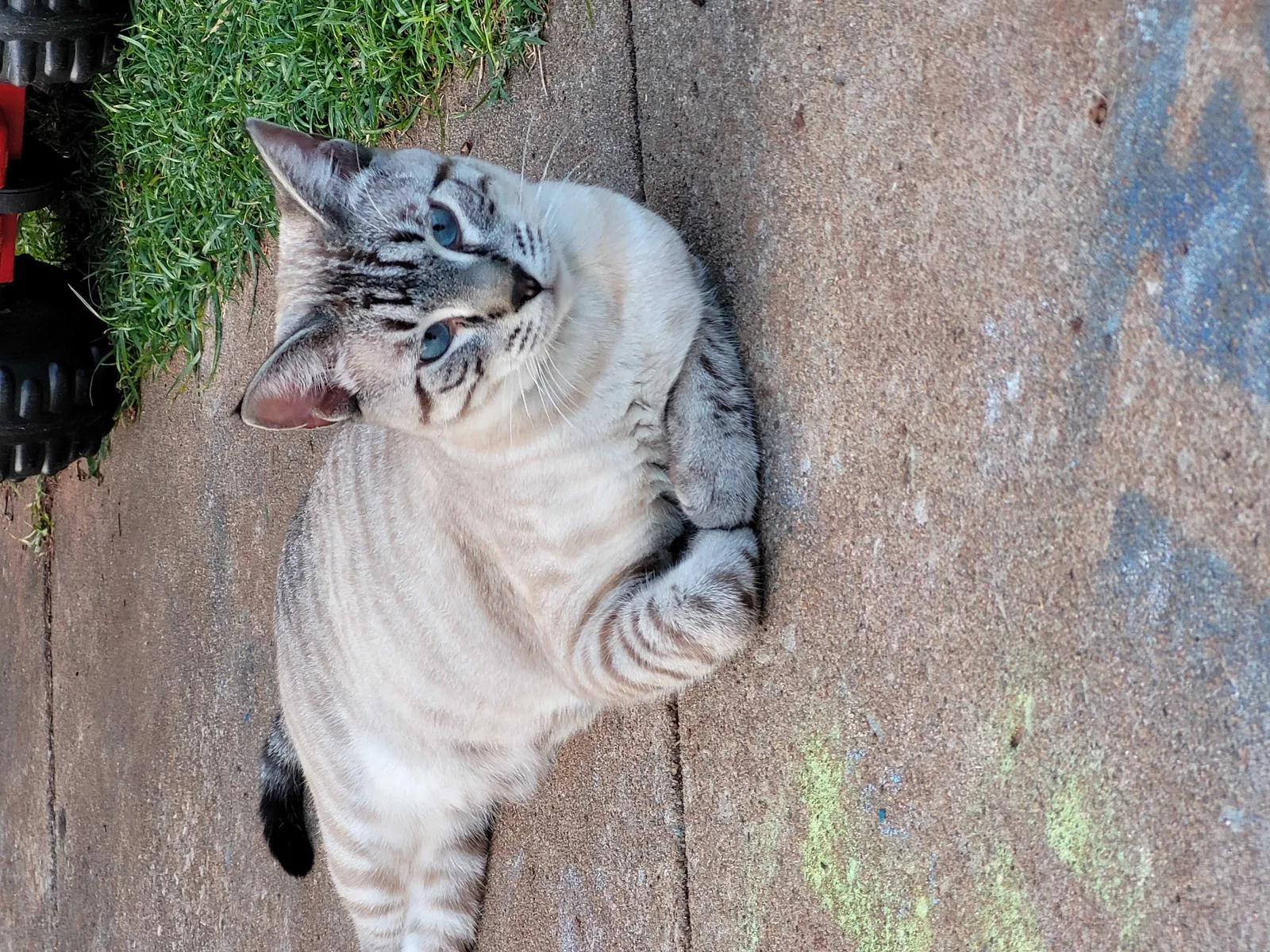 Lost cat in Guthrie, OK, 73044