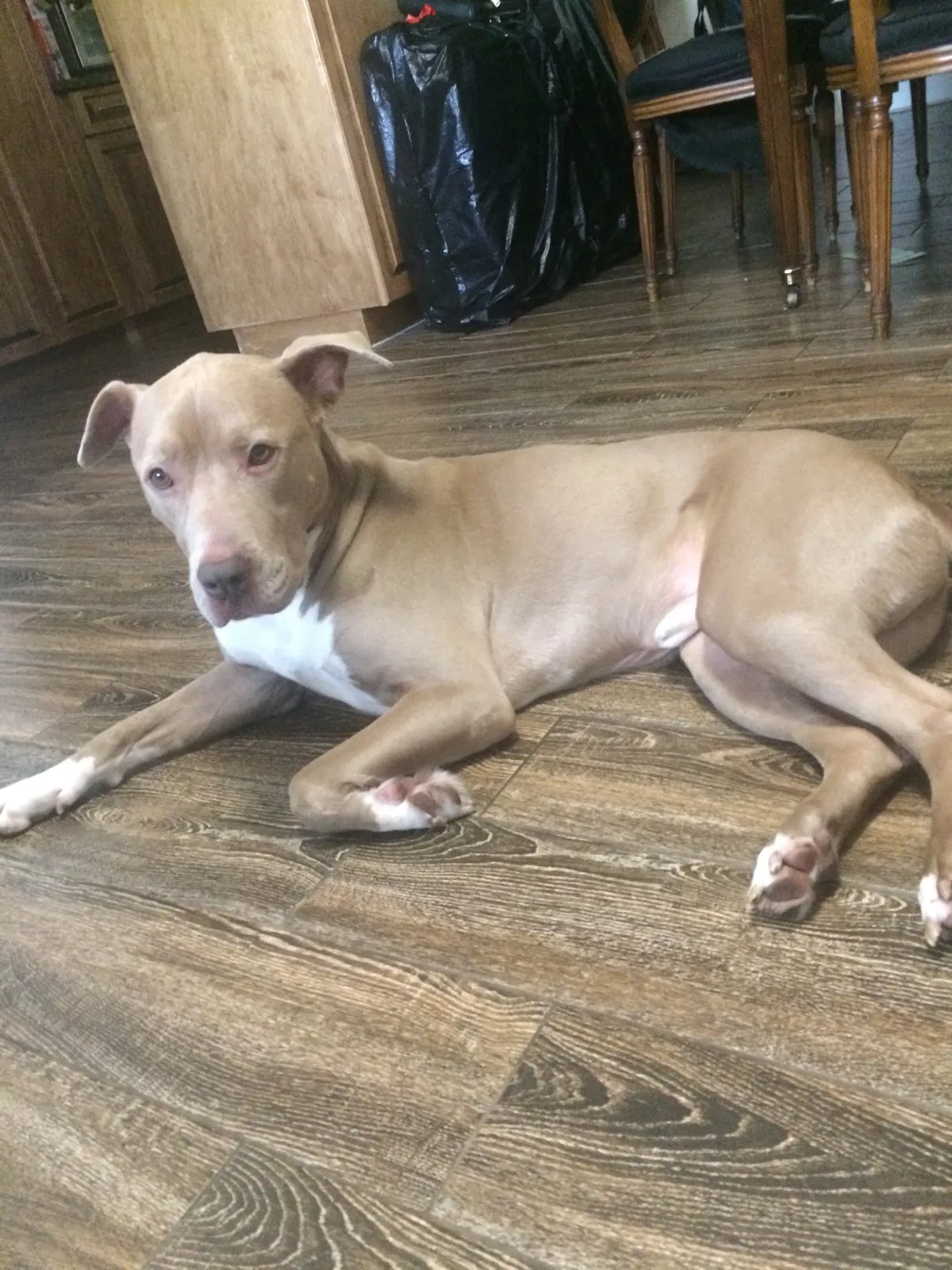 Lost dog in Fort Lauderdale, FL, 33311
