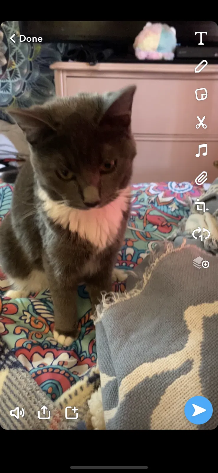 Lost cat in Denver, CO, 80234
