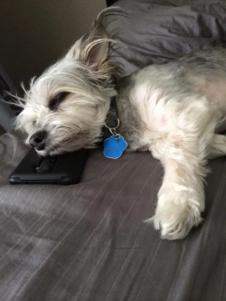 Lost dog in Orosi, CA, 93647