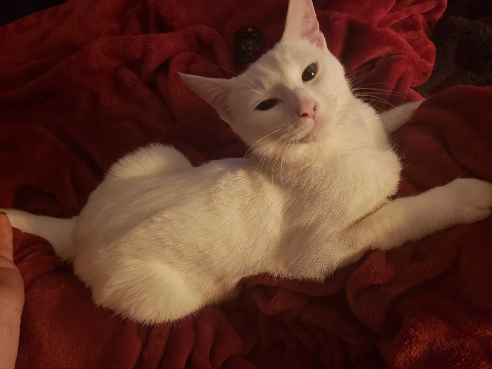 Lost cat in Vancouver, WA, 98661