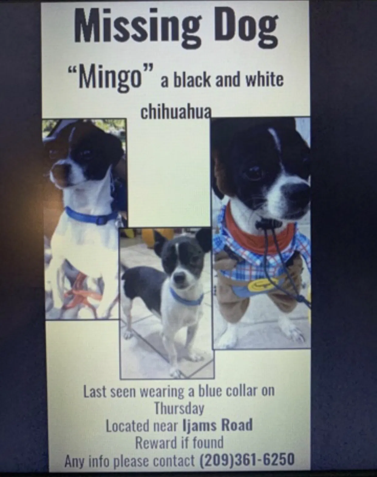 Lost dog in Stockton, CA, 95210