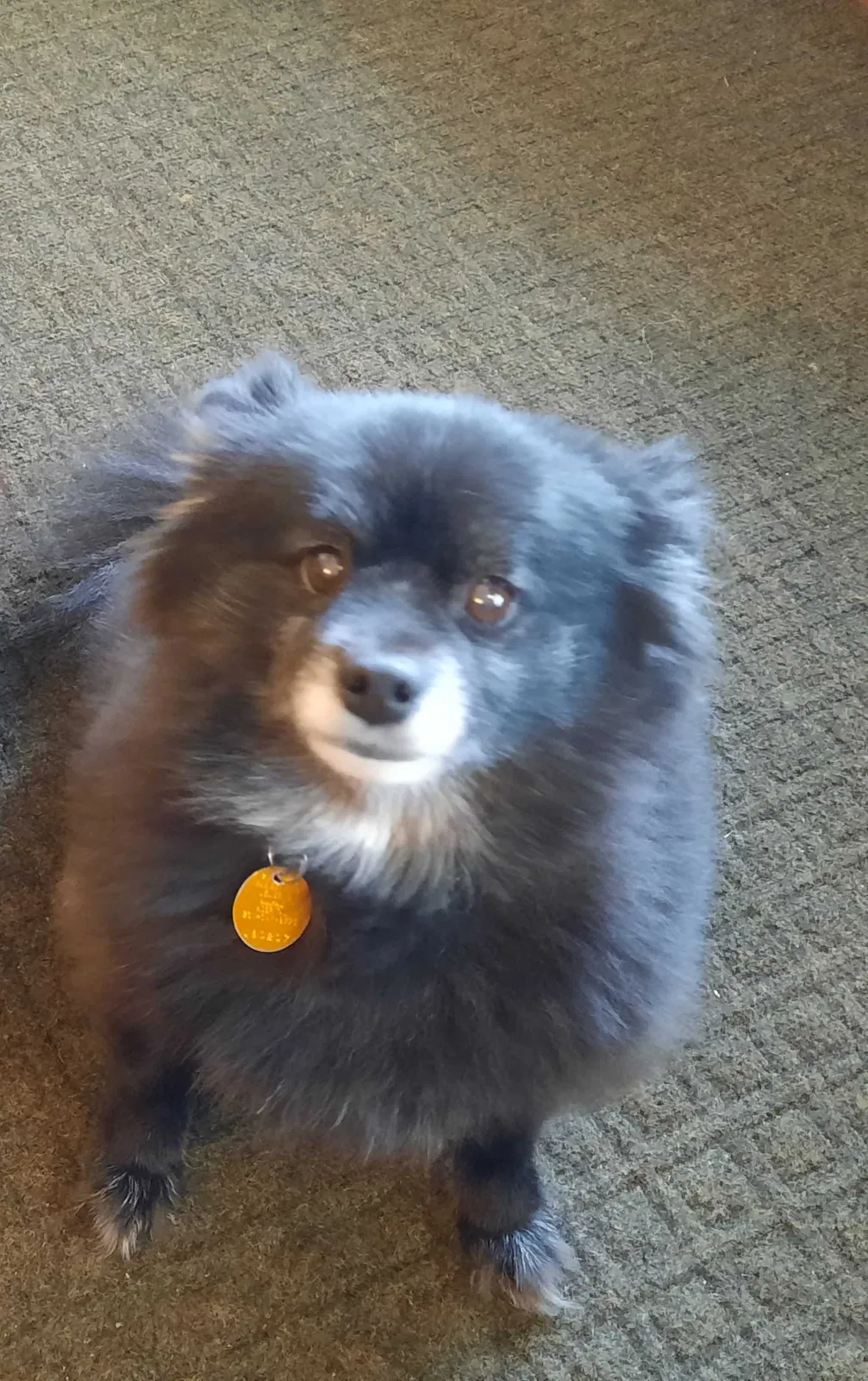 Lost dog in Coldwater, MI, 49036