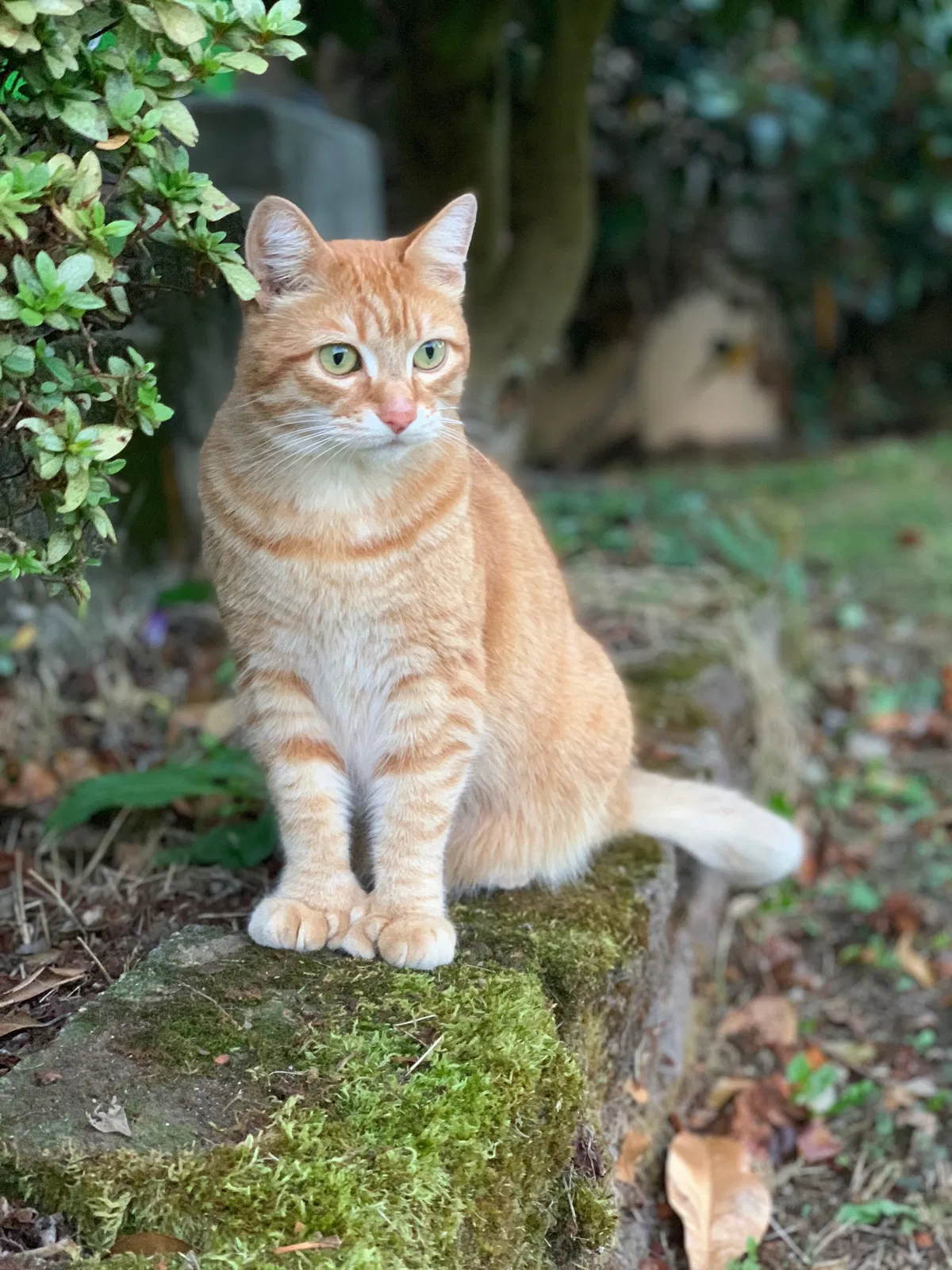 Lost cat in Seattle, WA, 98118