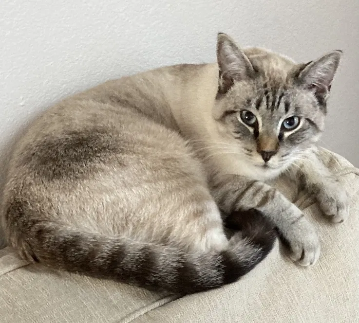 Lost cat in Federal Way, WA, 98023