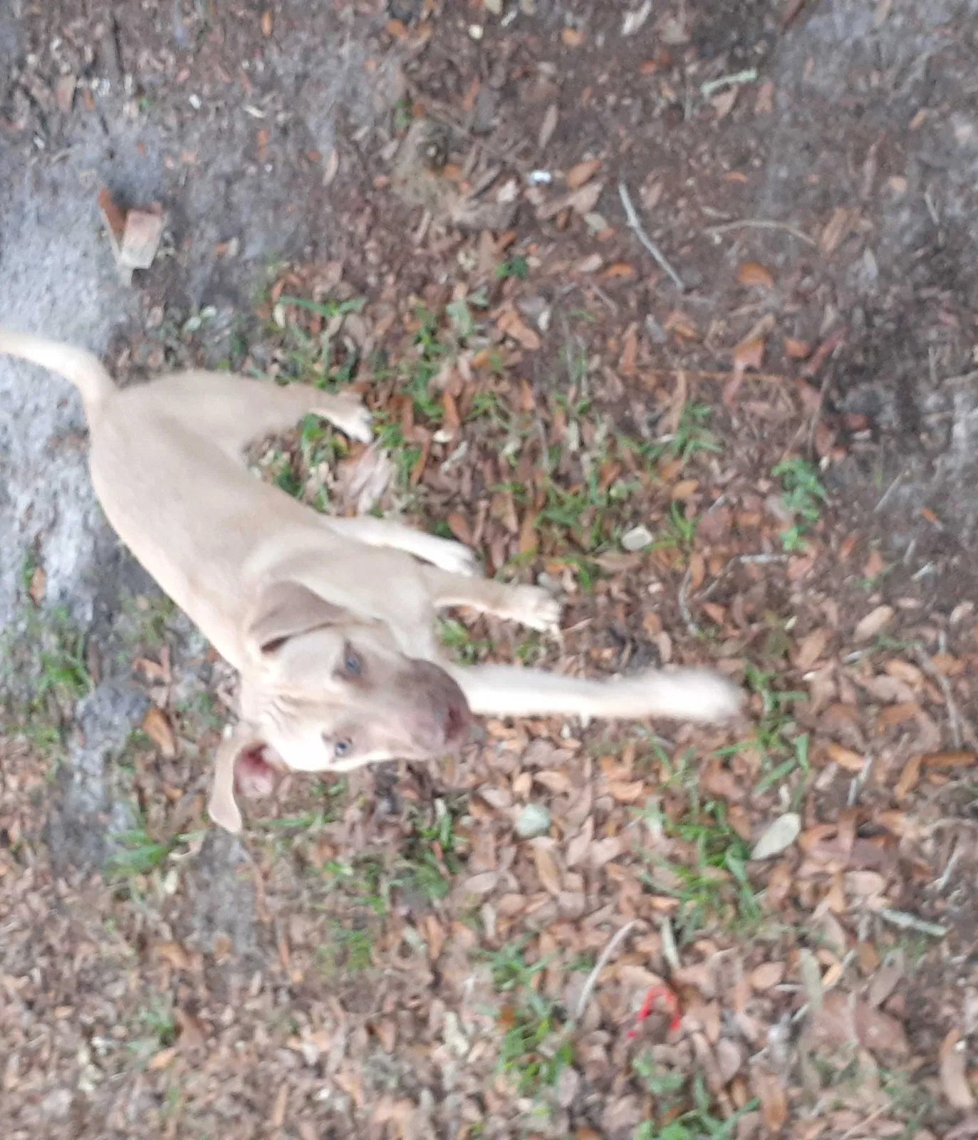 Lost dog in Lakeland, FL, 33805