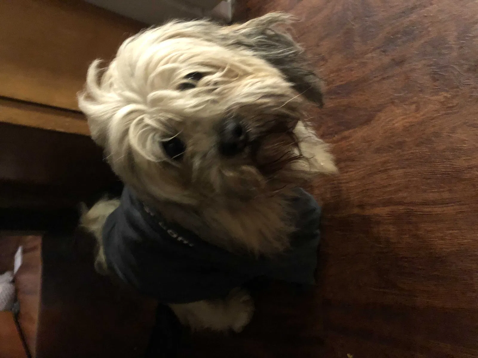 Lost dog in Council Bluffs, IA, 51503