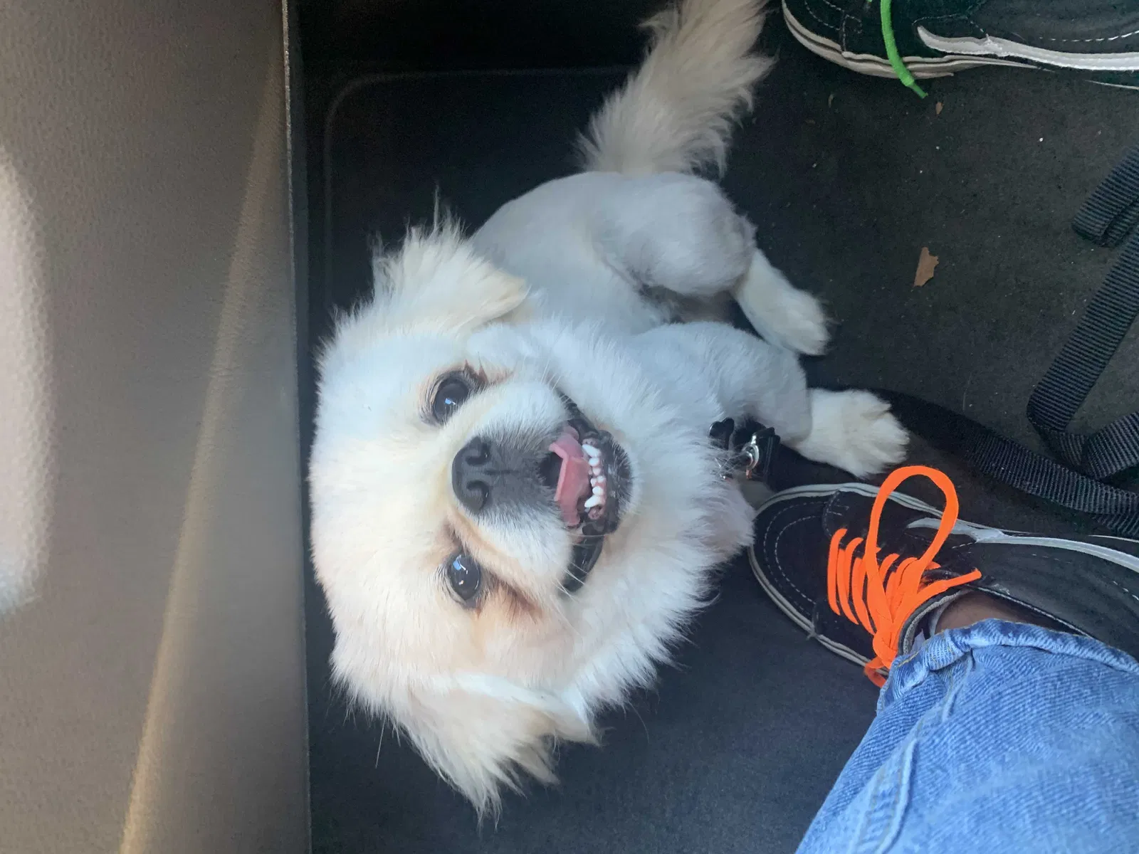 Lost dog in Wesley Chapel, FL, 33545