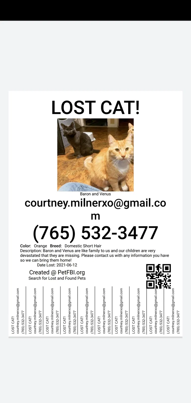 Lost cat in Lafayette, IN, 47905