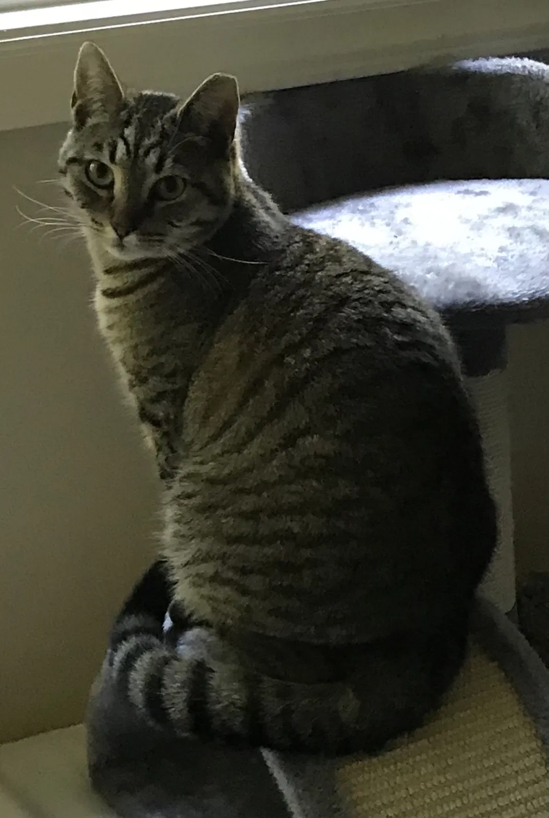 Lost cat in Mooresville, NC, 28115