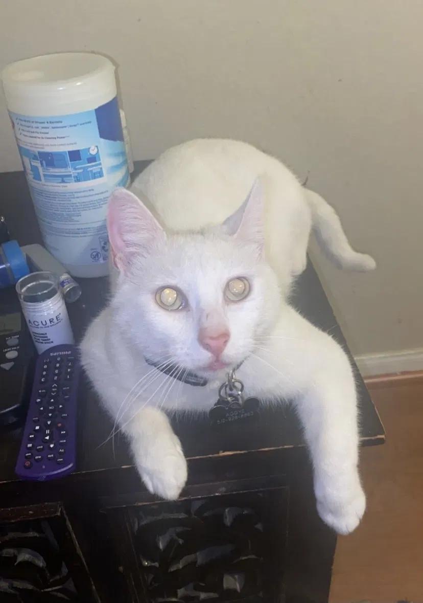 Lost cat in Austin, TX, 78724