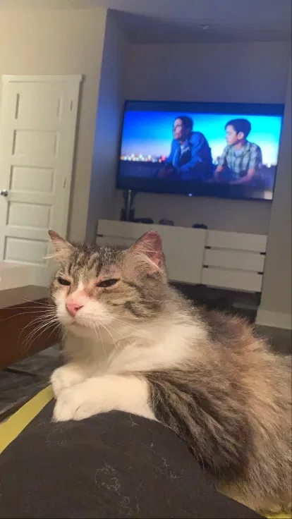 Lost cat in Kirkland, WA, 98033