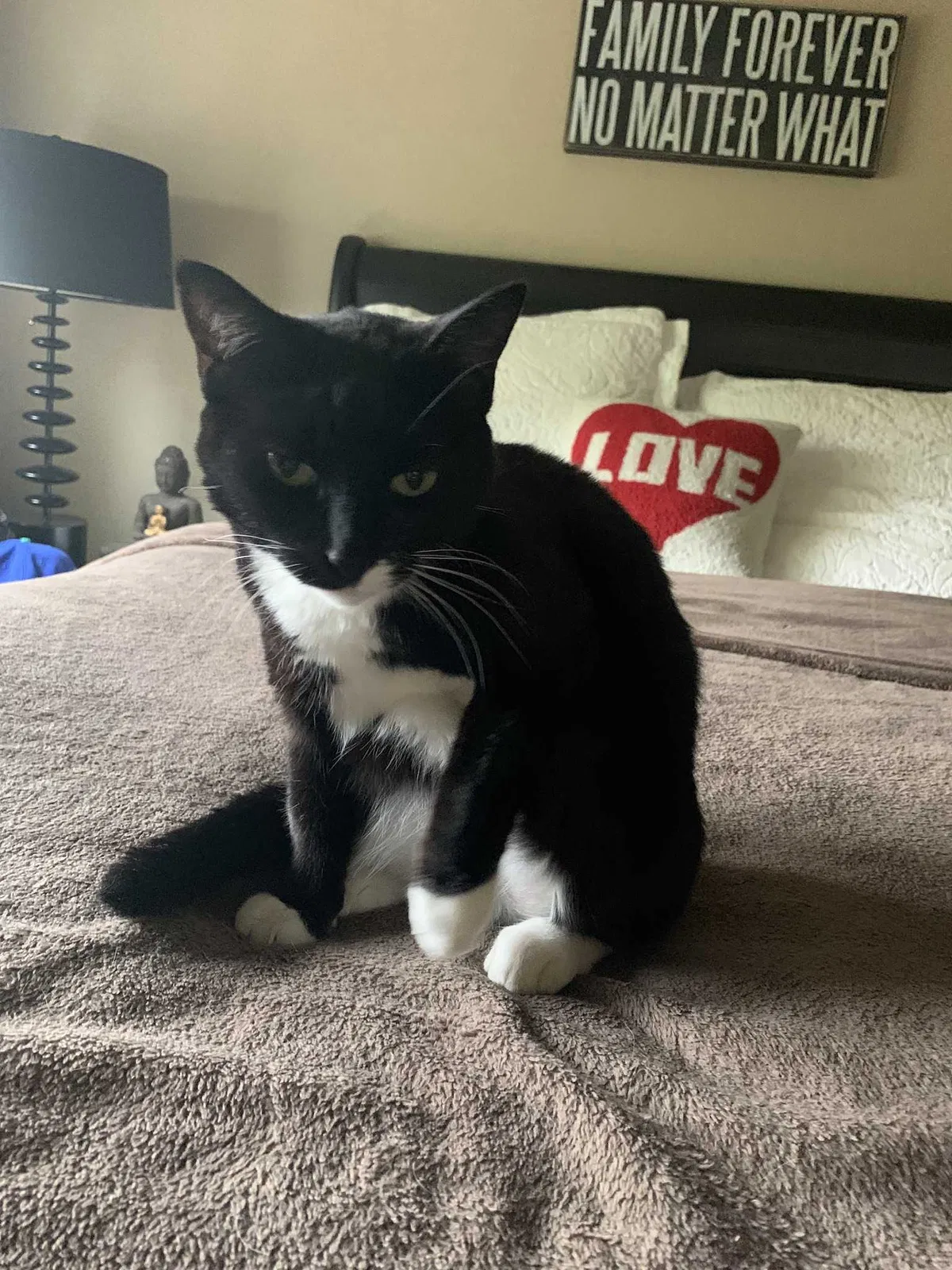 Lost cat in Kirkland, WA, 98033