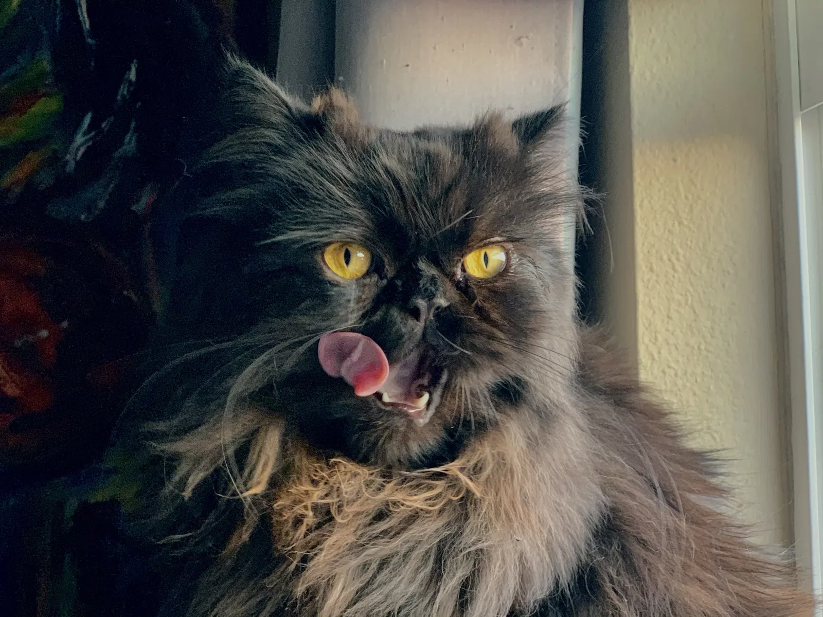 Lost cat in Carlsbad, CA, 92010