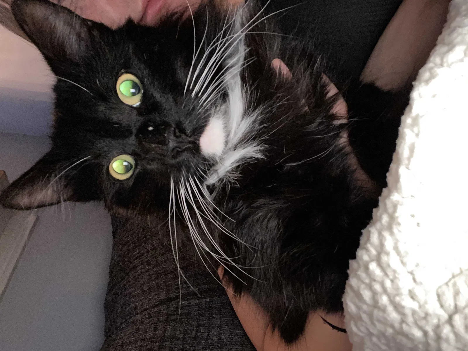 Lost cat in San Antonio, TX, 78247