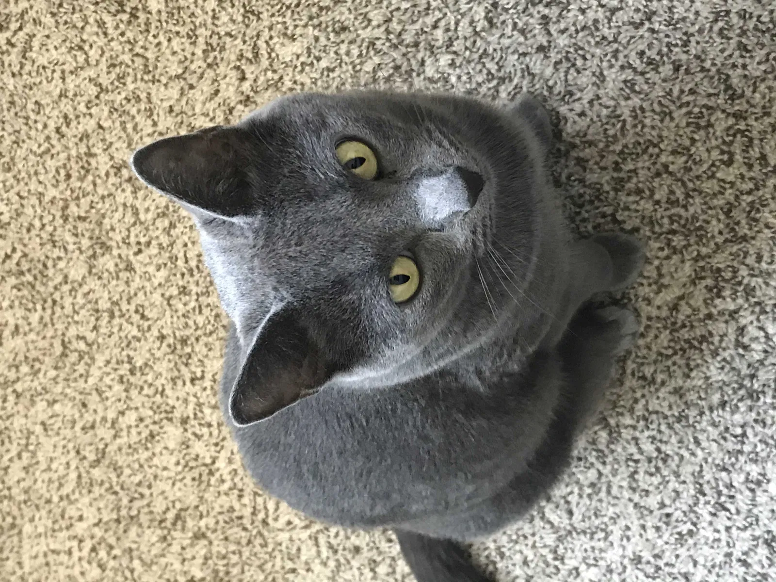 Lost cat in Seguin, TX, 78155
